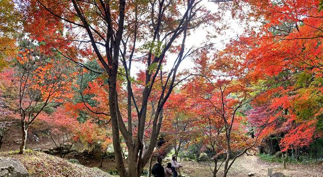 東広島市 憩いの森公園「もみじ谷」の紅葉 画像6