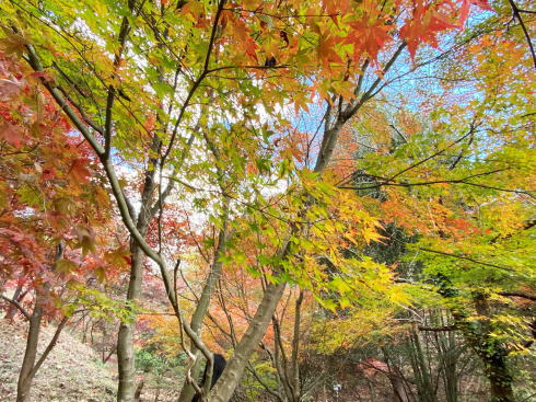 東広島市 憩いの森公園「もみじ谷」の紅葉 画像5