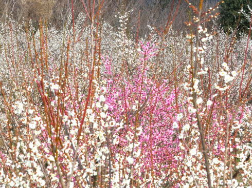 万汐梅林 花見まつりの過去の写真