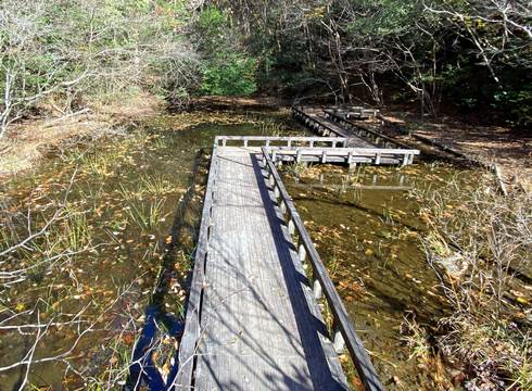 おおの自然観察の森　モリアオガエルの池