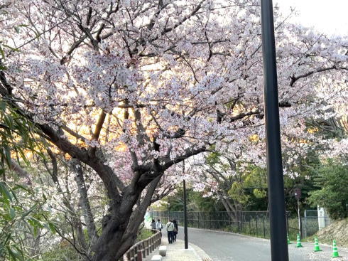 江波山公園 桜 画像4