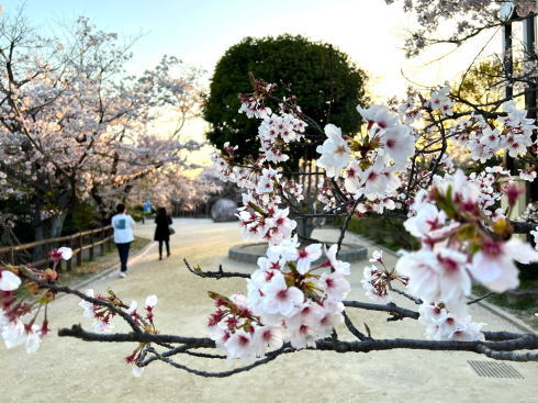 江波山公園 桜 画像2