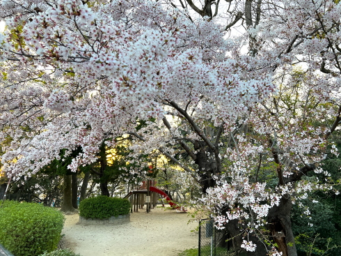 江波山公園 桜 画像1