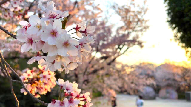 江波山公園は広島市内の桜スポット、目線の高さから頭上を包み込む空間