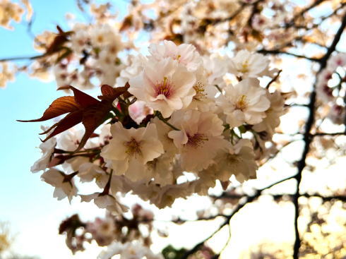 ヒロシマエバヤマザクラ、広島にある珍しい桜を見に行こう！