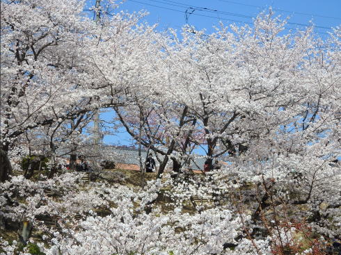 千光寺公園 桜2