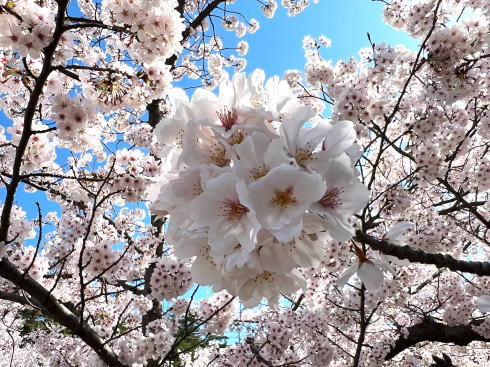千光寺公園 桜