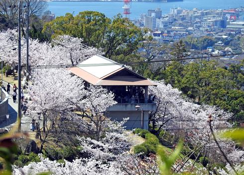 千光寺公園の満開の桜の風景