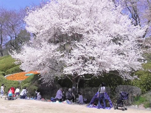 70種以上の桜競演！広島市植物公園 さくらまつり、3日間限定ライトアップも