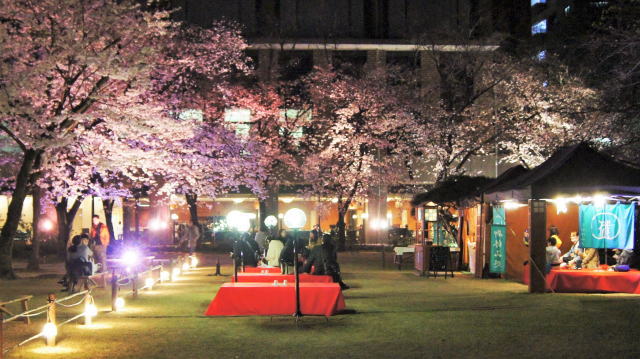 縮景園 桜のライトアップ 画像2