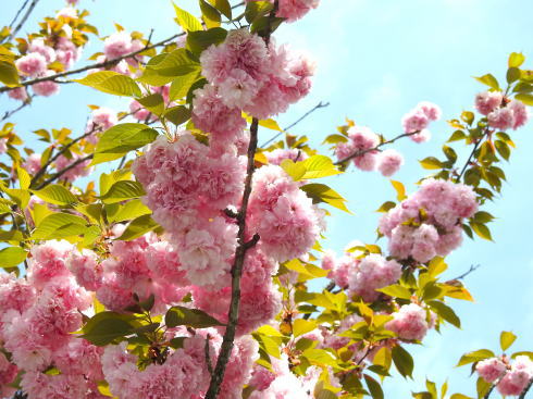 広島造幣局の桜 花のまわりみち22 7日間限定で開放