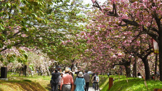 広島造幣局の桜「花のまわりみち」画像2
