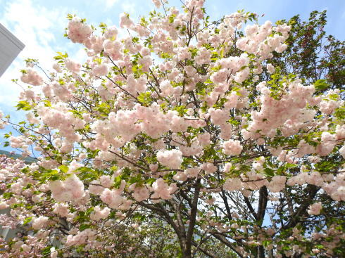 広島造幣局の桜「花のまわりみち」画像3