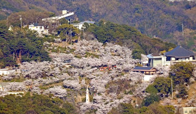 千光寺公園 新しくなった展望台と満開の桜の風景