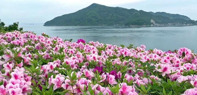 下蒲刈島の白崎園 ツツジと海の風景