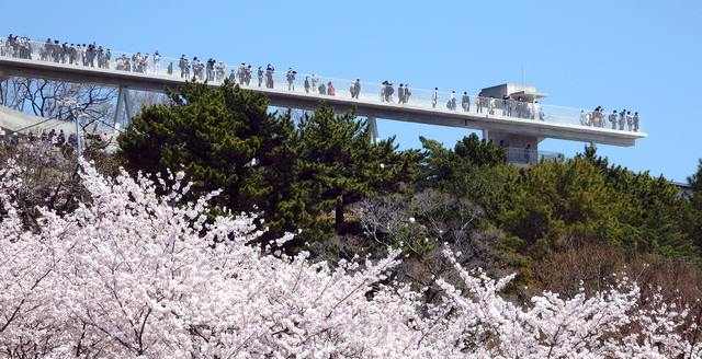 千光寺公園の展望台、開放感たっぷりにリニューアル！眺望バツグン・桜も満開へ