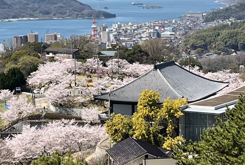 満開の千光寺公園展望台と桜の風景
