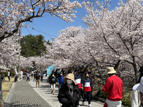 千光寺公園が満開へ！新展望台と桜の風景