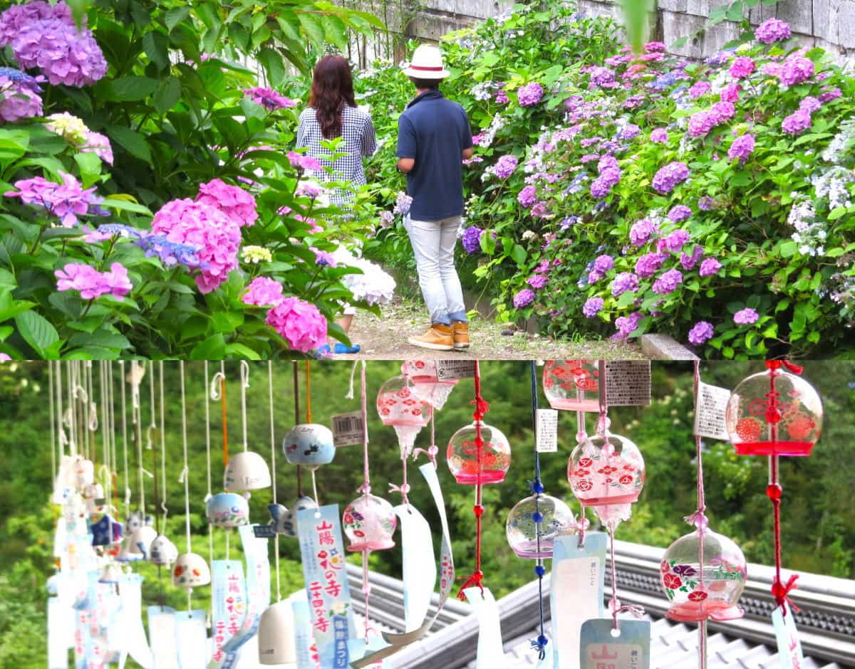 広島市の紫陽花寺、観音寺であじさい祭り・風鈴祭り