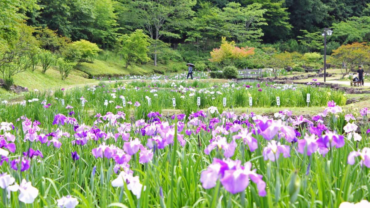 上下あやめまつり、矢野温泉公園四季の里で10万本が初夏の風に揺れる