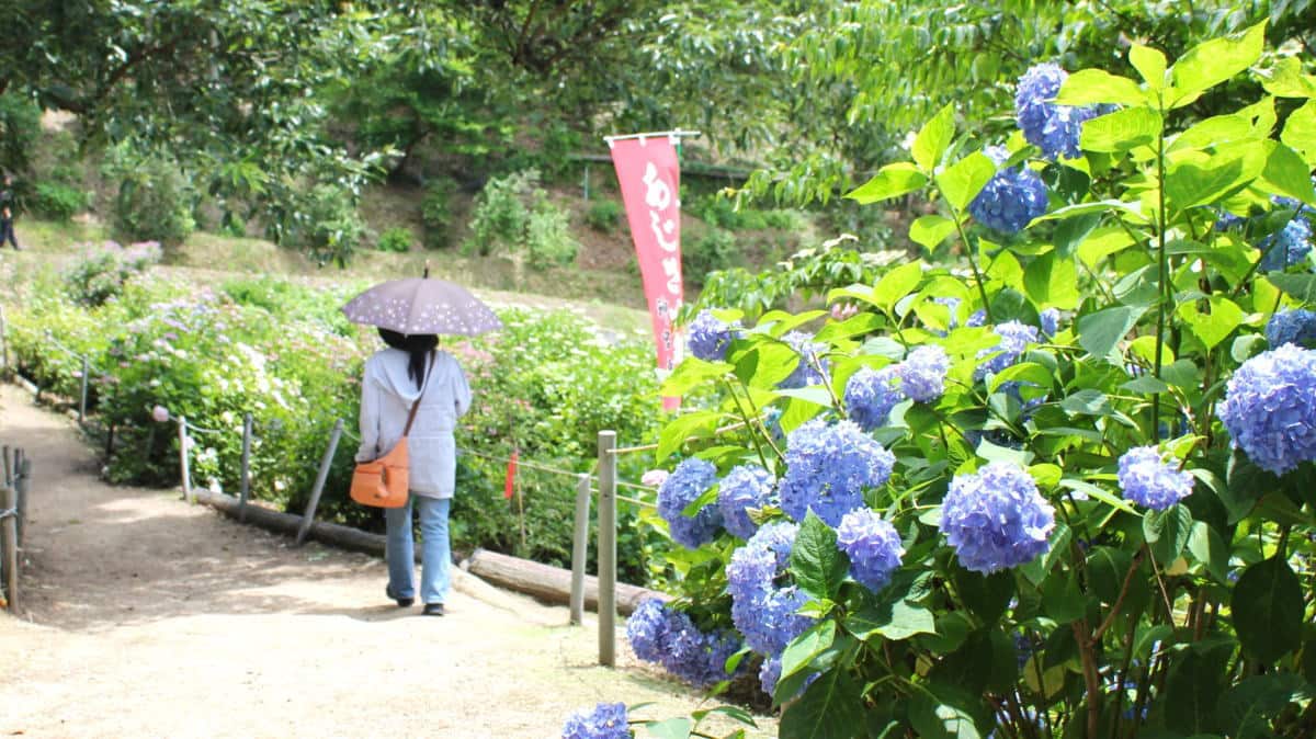 府中市 神宮寺であじさい祭り開催、80種3000株が咲き誇る初夏の風景