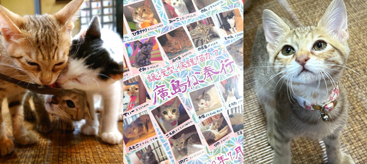 本通りの保護猫カフェ「廣島ねこ奉行」触れ合えて、譲渡・里親にもなれる！
