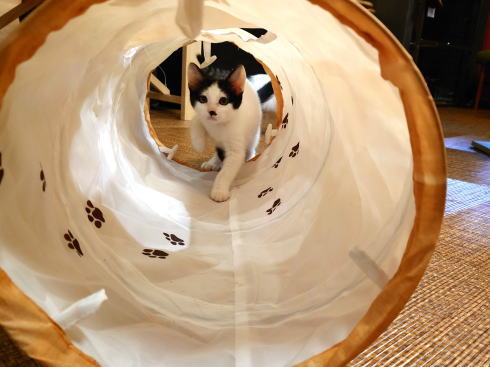 猫カフェ 廣島ねこ奉行 保護猫たちが待つ場所3