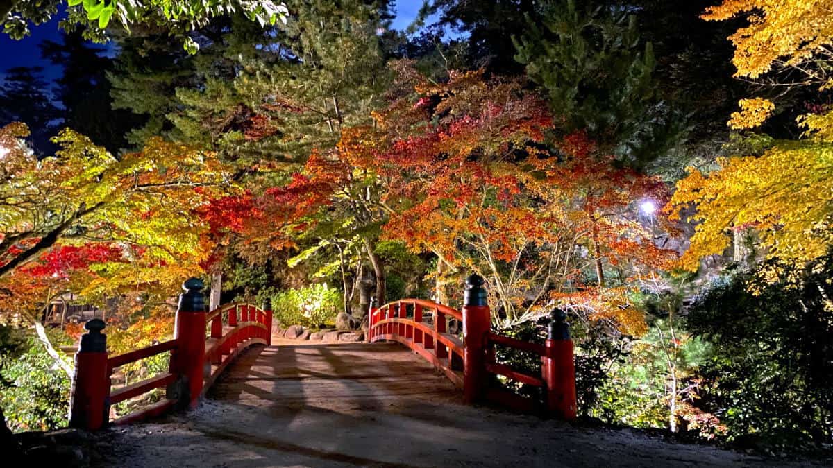 秋の宮島 紅葉ライトアップは11.3日から！もみじと光の響宴、大聖院や紅葉谷で