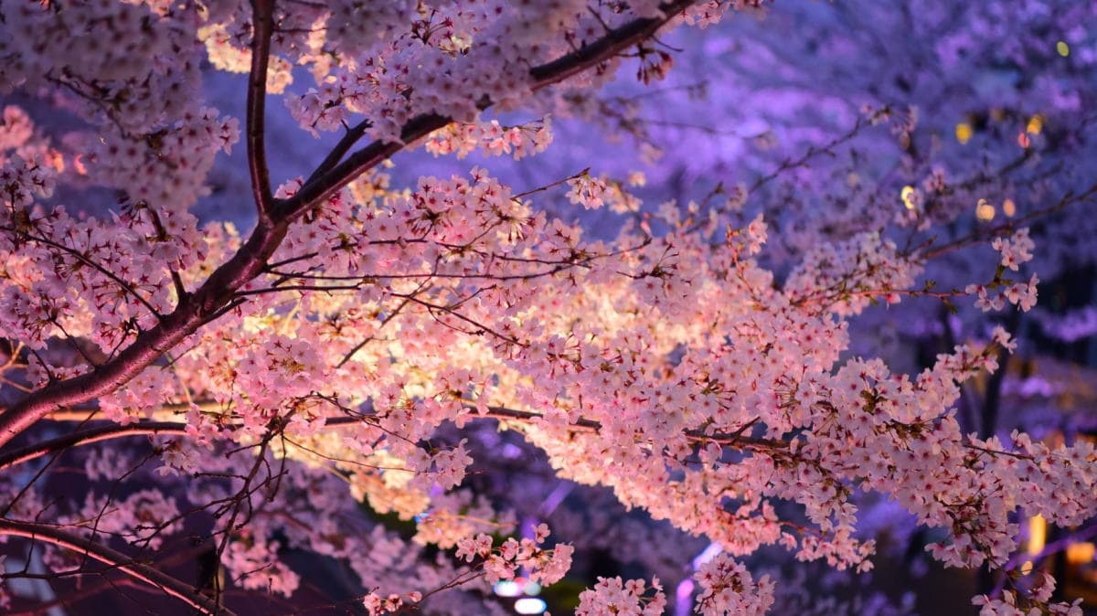 桜×グルメ×音楽の「バンブーお花見デー」夜桜ライトアップも！