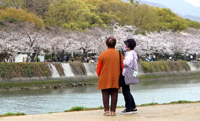 広島・平和公園の桜がみごろ、マスク規制のない開放的なお花見 4年ぶり