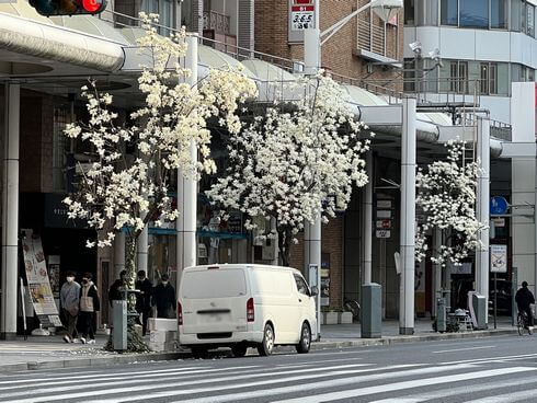 広島市中区・中央通りのハクモクレン（白木蓮）