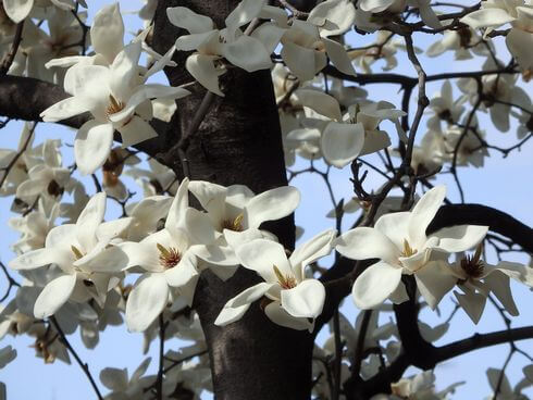 広島市中区・中央通りのハクモクレン（白木蓮）白くて大きな花びらが特徴