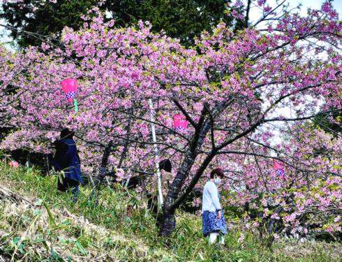 廿日市市 中山城跡公園、早咲きの河津桜のお花見スポット