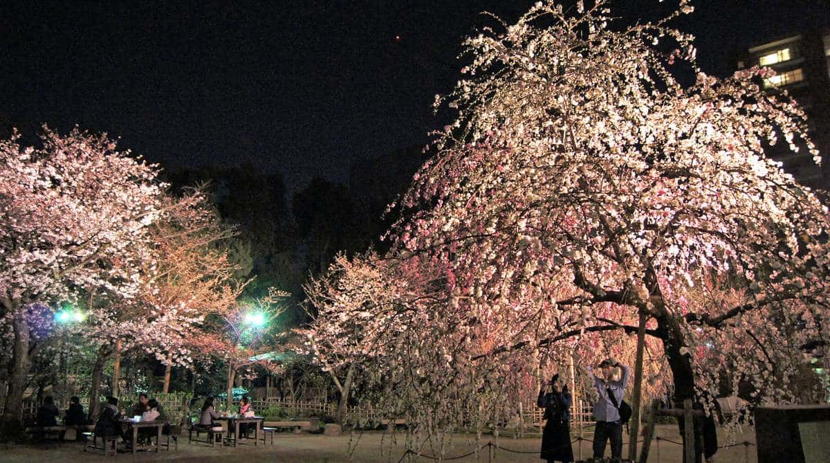縮景園で夜桜ライトアップ、2023「桜まつり」3月24日スタート