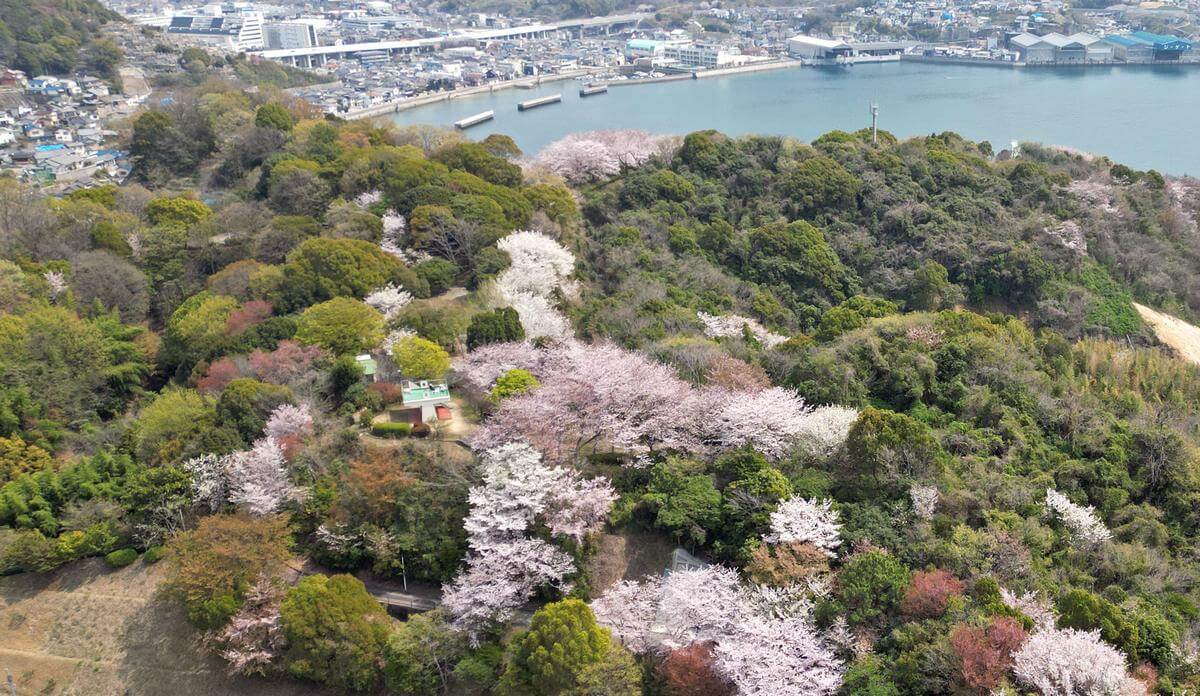横浜公園の桜がみごろ、広島・坂町で海を見渡せる穴場のお花見スポット