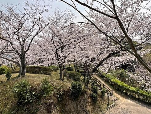 横浜公園（広島県・坂町）で桜が密集しているエリア