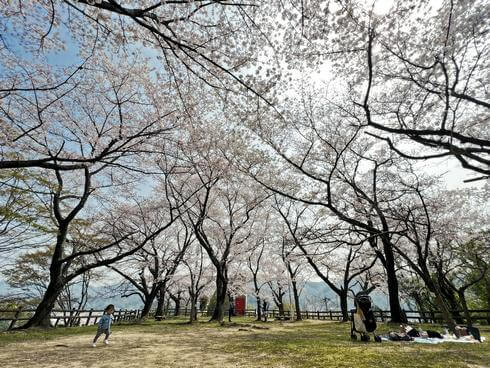 横浜公園（広島県・坂町）桜園でお花見を楽しむ人々