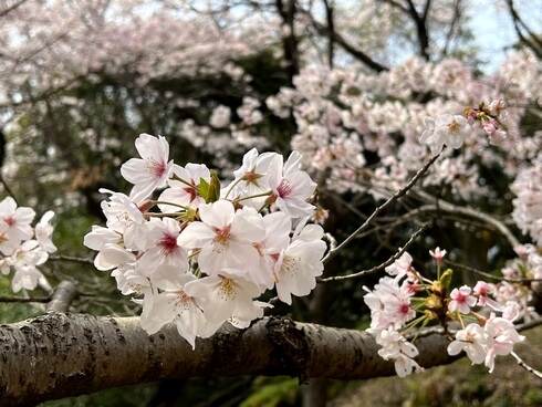 横浜公園（広島県・坂町）満開の桜