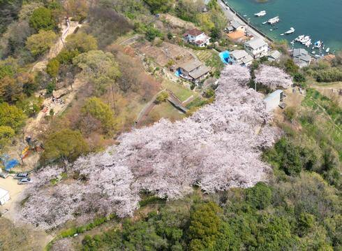横浜公園（広島県・坂町）桜で覆い尽くされた「桜園」