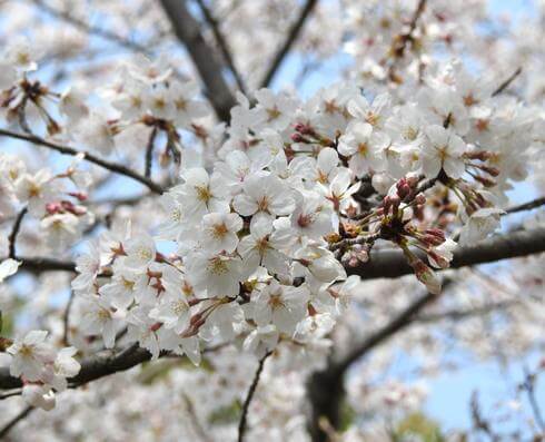 横浜公園（広島県・坂町）満開の桜