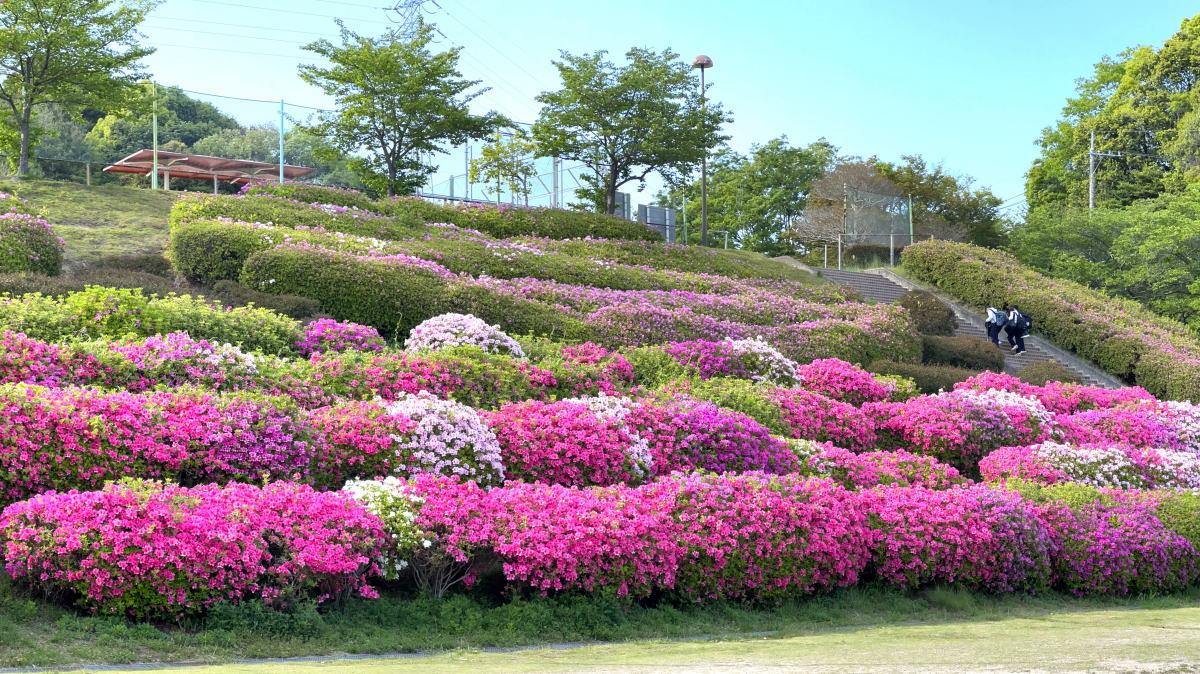 竜王公園（広島市西区）は隠れたツツジの名所、高台から風景も楽しんで