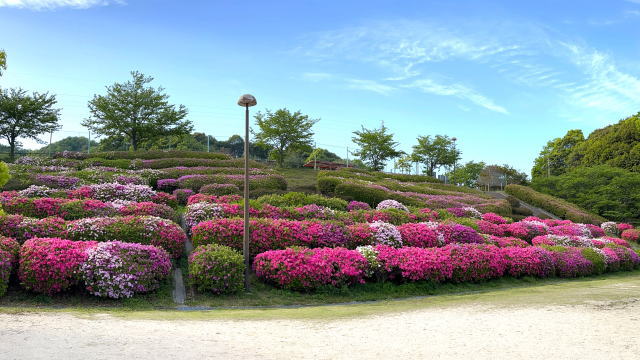 広島市 竜王公園 ツツジが咲く風景画像8