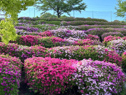 広島市 竜王公園 ツツジが咲く風景画像3