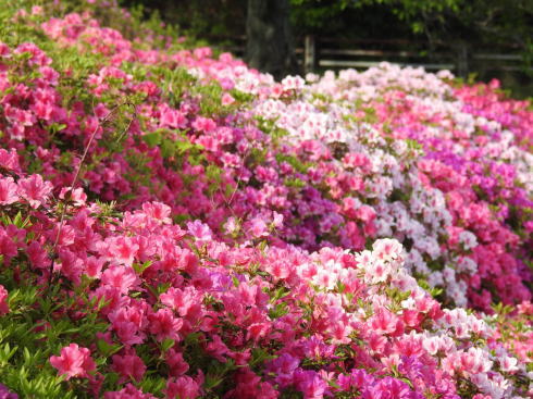 広島市 竜王公園 ツツジが咲く風景画像1