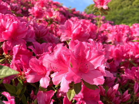 広島市 竜王公園 ツツジが咲く風景画像4