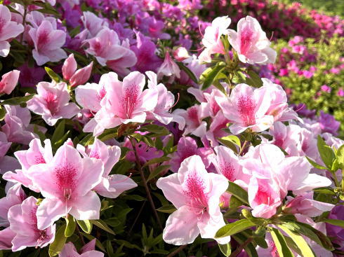 広島市 竜王公園 ツツジが咲く風景画像6