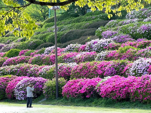 広島市 竜王公園 ツツジが咲く風景画像2
