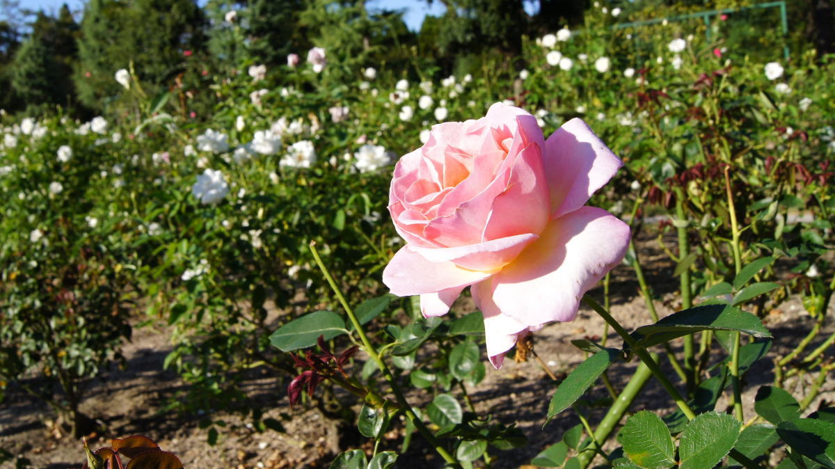 県内最大級500種のバラ園無料公開、湧永満之記念庭園でレオピン祭2023