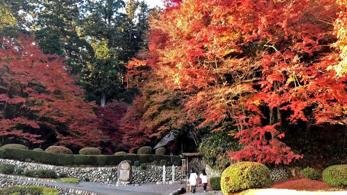 吉水園が紅葉シーズンの一般開放、もみじに染まる日本庭園