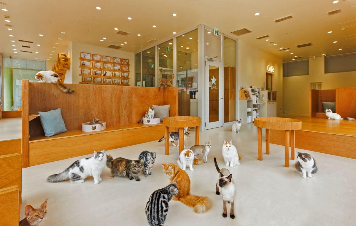 もふもふ癒される猫カフェ「MOFF」イオンモール広島府中にオープン